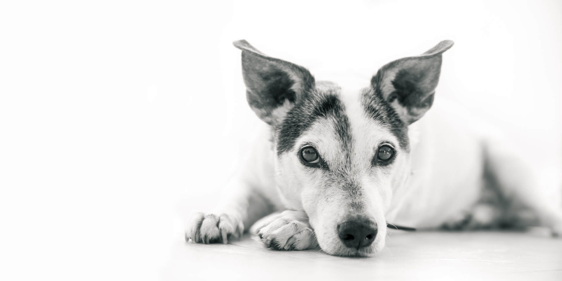 Background image of a dog